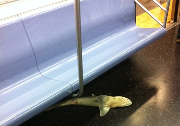 Shark found on train